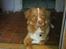 Nova scotia duck tolling retriever rufus