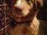 Nova scotia duck tolling retriever rufus