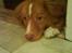 Nova scotia duck tolling retriever rufus