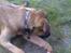 Blanding af racer R.I.P Raffe - Der var en myre vil den lege