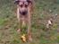 Blanding af racer R.I.P Raffe - Fang mig far