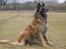 Tervueren Chacami Dess * Himmelhund - Marts 2009 Taget af Louise Britt