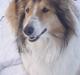 Collie langhåret Mollie  (Mine forældre's)