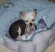 Chinese crested hårløs Aicia