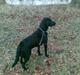 Labrador retriever Pelle