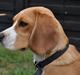 Beagle Freja
