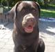 Labrador retriever Lab.Dog's Yasmin (Cocio)