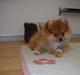 Pomeranian Luka