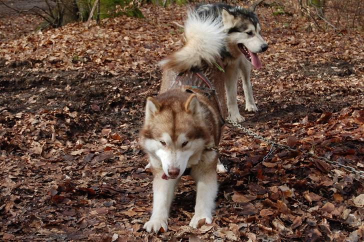 Alaskan malamute eagleeyed love over gold billede 17
