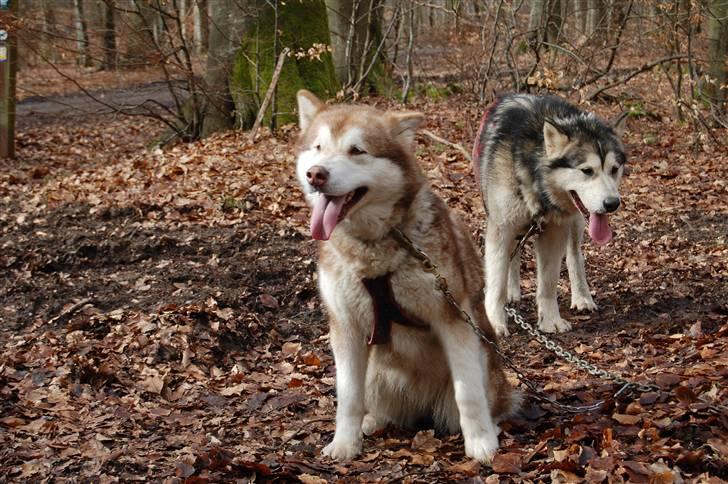 Alaskan malamute eagleeyed love over gold billede 18
