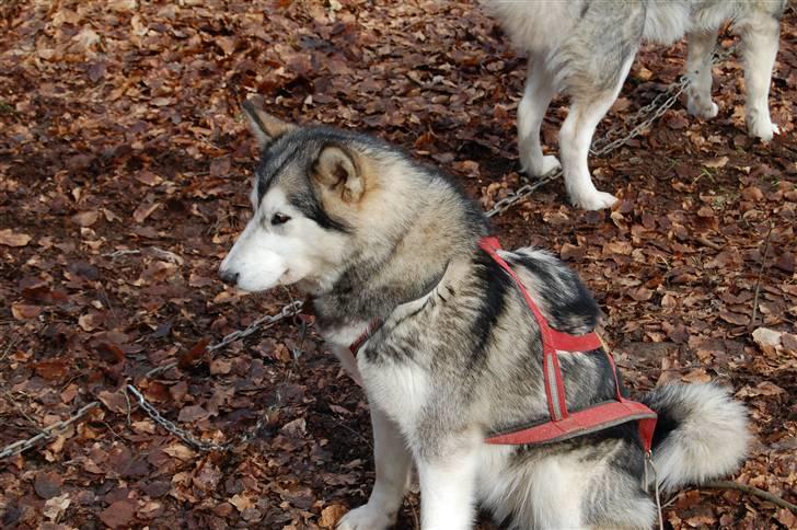 Alaskan malamute alaskans-miqila Krayla billede 1
