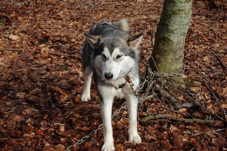 Alaskan malamute alaskans-miqila Krayla billede 2