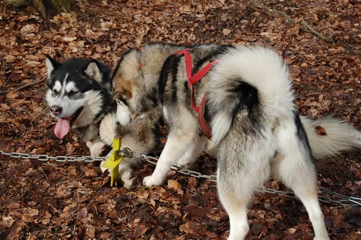 Alaskan malamute alaskans-miqila Krayla billede 3