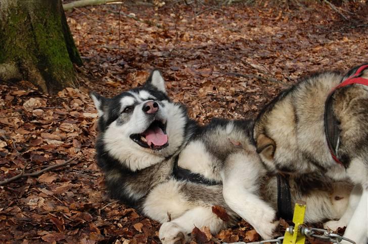 Alaskan malamute alaskans-miqila Krayla - leger med far billede 4