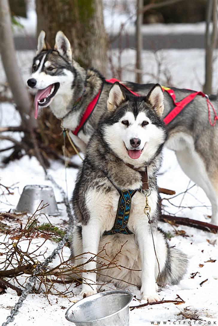 Alaskan malamute alaskans-miqila Krayla billede 5