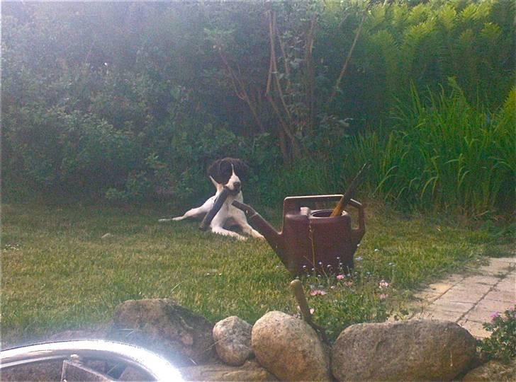 Blanding af racer Mickey billede 10