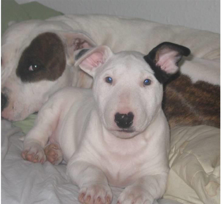 Bullterrier Bertha - Lige godt 8 uger gammel :) billede 15