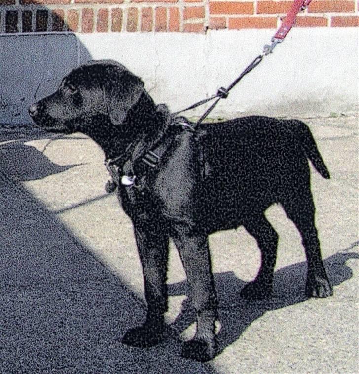 Labrador retriever Sandy. - Sandy som hvalp billede 13