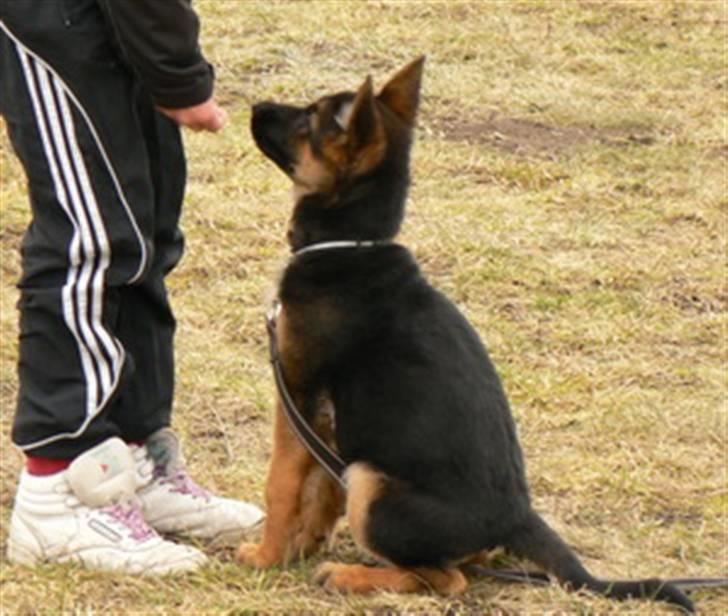 Schæferhund Nørreheden Aya - aya :)! billede 19