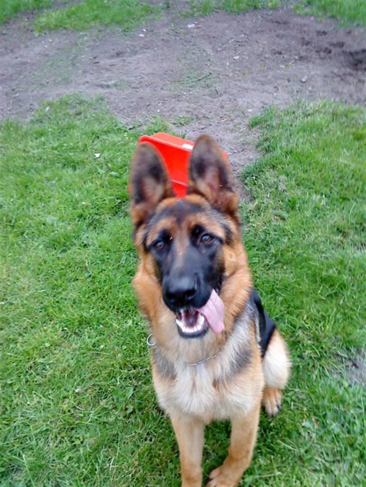 Schæferhund Nørreheden Aya - så fantastisk en hund i: billede 20