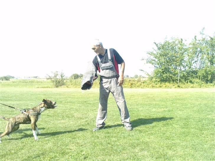 Amerikansk staffordshire terrier loui billede 14