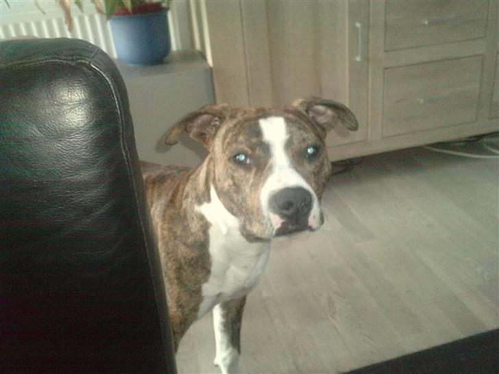 Amerikansk staffordshire terrier loui billede 15