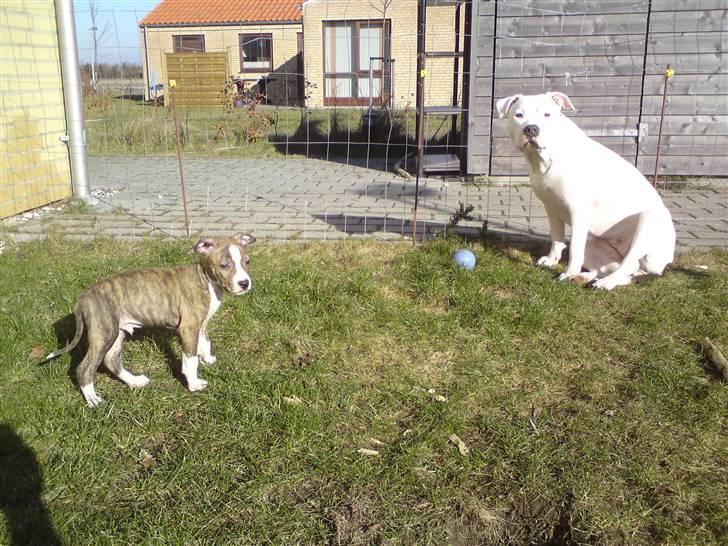 Amerikansk staffordshire terrier loui billede 16