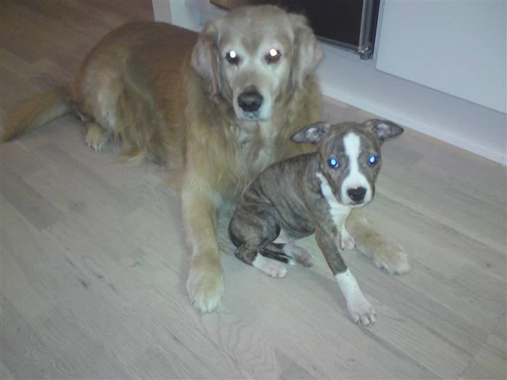 Amerikansk staffordshire terrier loui billede 17