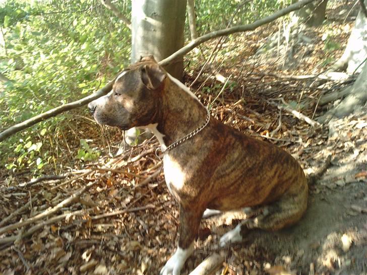 Amerikansk staffordshire terrier loui billede 18