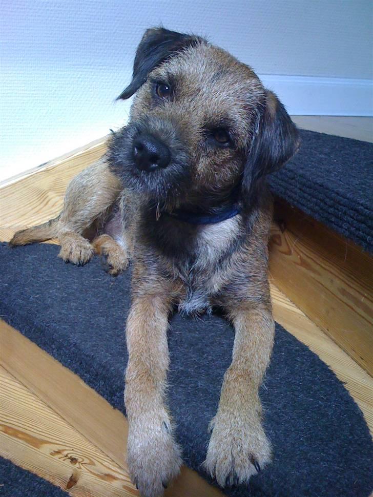 Border terrier Morris RIP <3 8.8.12 - Holder vagt på trappen. billede 6