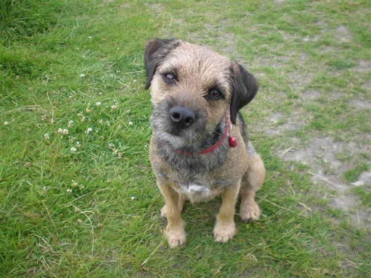 Border terrier Morris RIP <3 8.8.12 - Hej hej billede 7
