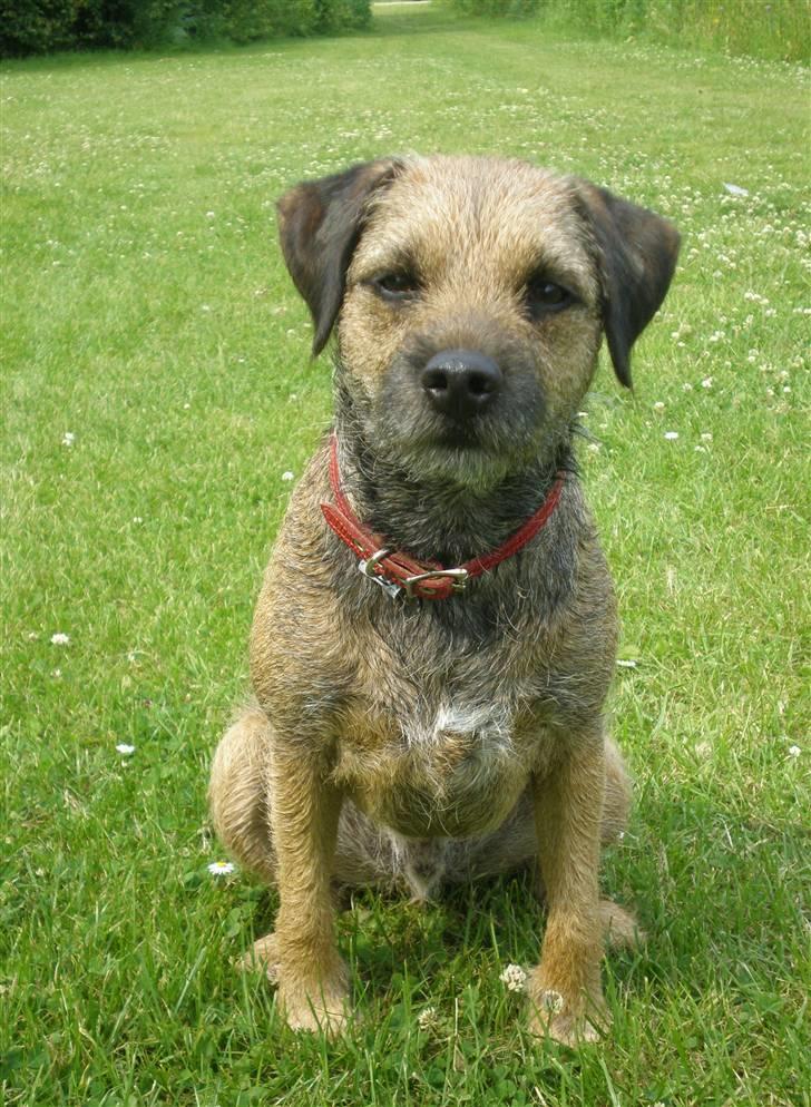 Border terrier Morris RIP <3 8.8.12 - Sidder og venter på vi kan gå videre. billede 8