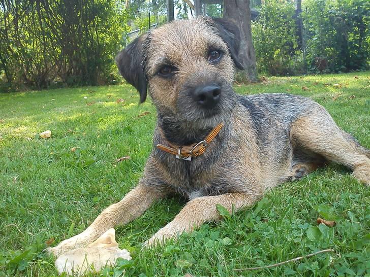 Border terrier Morris RIP <3 8.8.12 - Så mit fine kødben!  billede 10