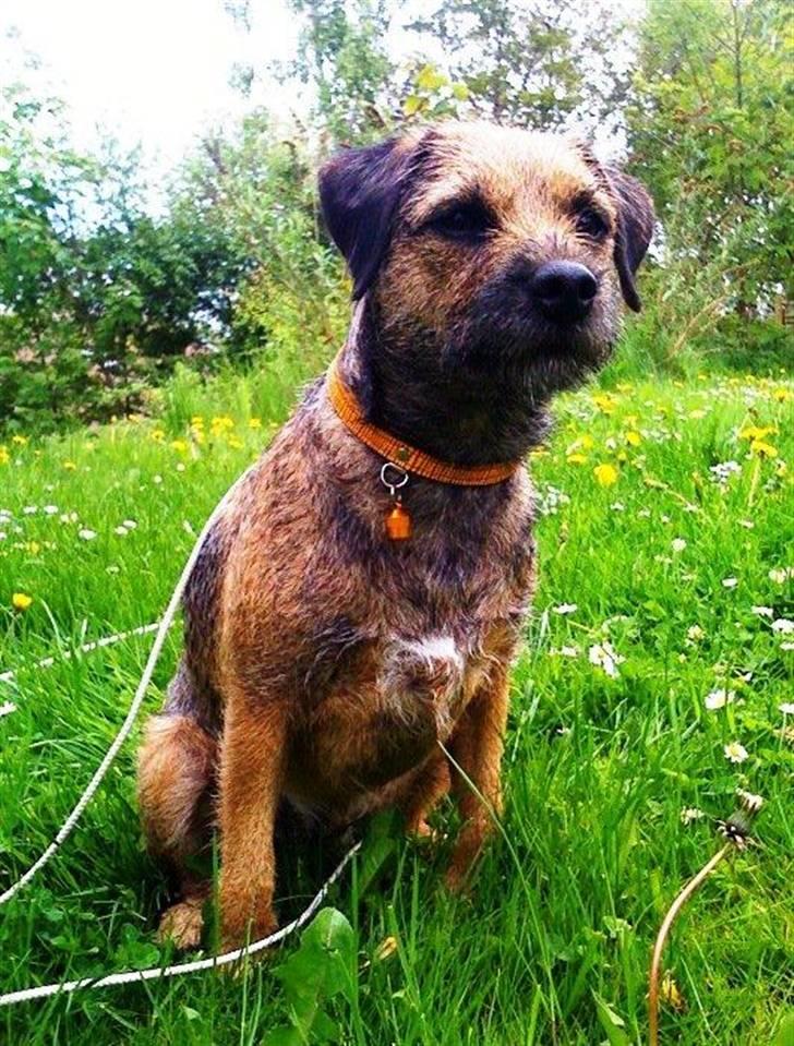 Border terrier Morris RIP <3 8.8.12 - I sommerhus billede 11
