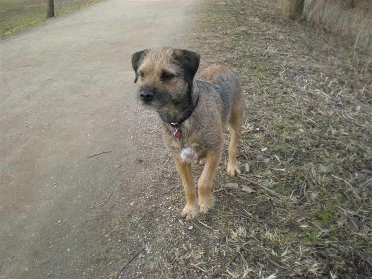 Border terrier Morris RIP <3 8.8.12 - Tror lige jeg har fået øje på noget godt ! billede 13
