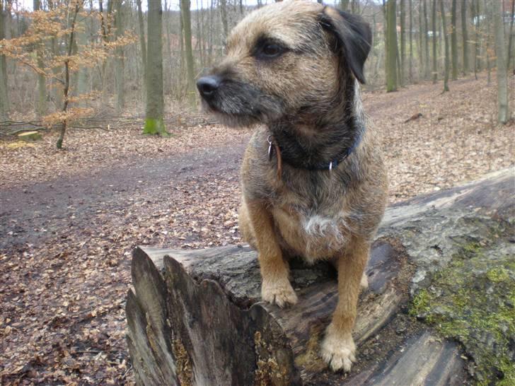 Border terrier Morris RIP <3 8.8.12 - Min smukke Morris <3 billede 14