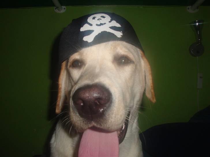 Labrador retriever Aalflasker Yellows Loke - Pirat Loke billede 15