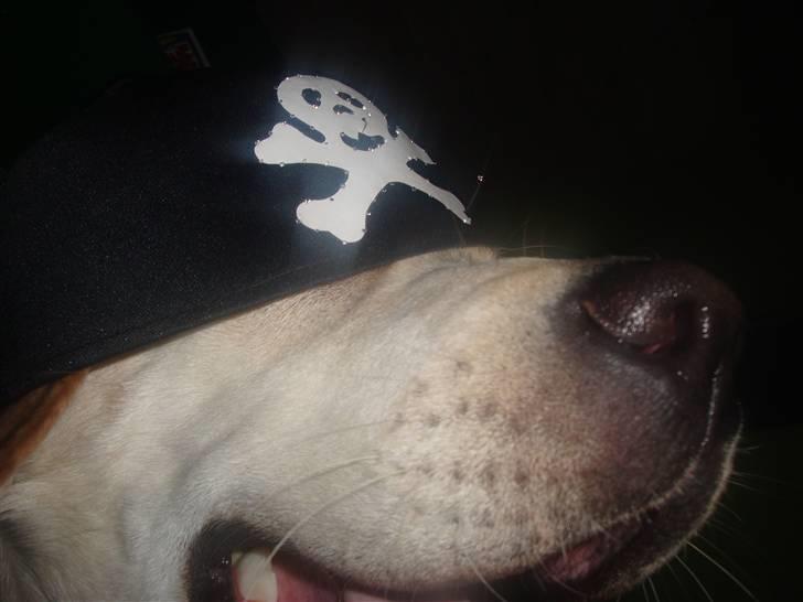 Labrador retriever Aalflasker Yellows Loke - Pirat Loke billede 16