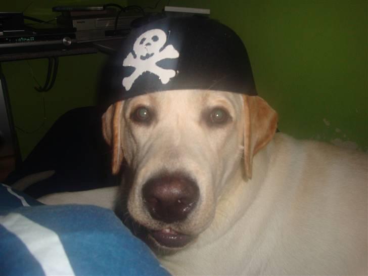 Labrador retriever Aalflasker Yellows Loke - Pirat Loke billede 17
