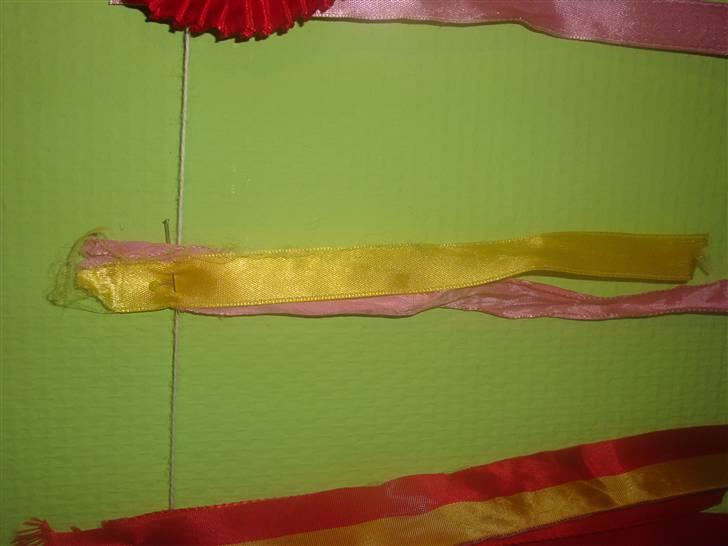 Labrador retriever Aalflasker Yellows Loke - Århus båndene billede 19