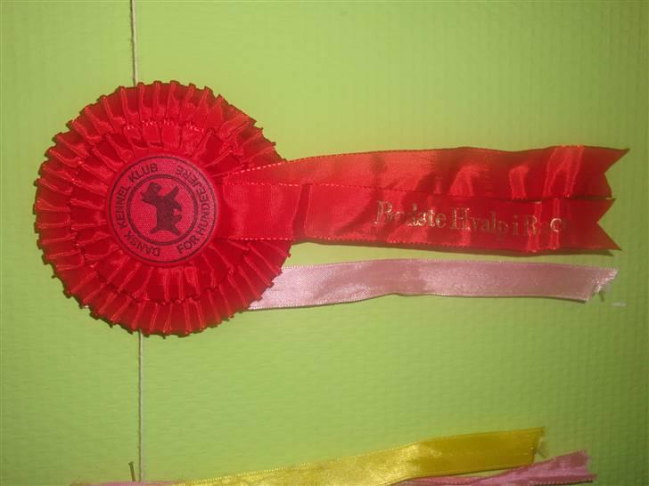 Labrador retriever Aalflasker Yellows Loke - Fredercia bånd og rosette billede 20