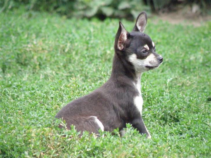 Chihuahua Disney billede 1