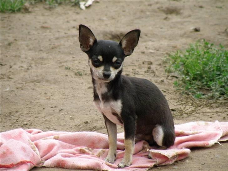 Chihuahua Disney billede 2