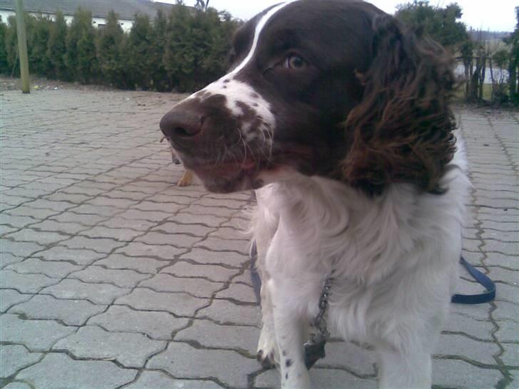 Blanding af racer Scoopy-doo billede 17