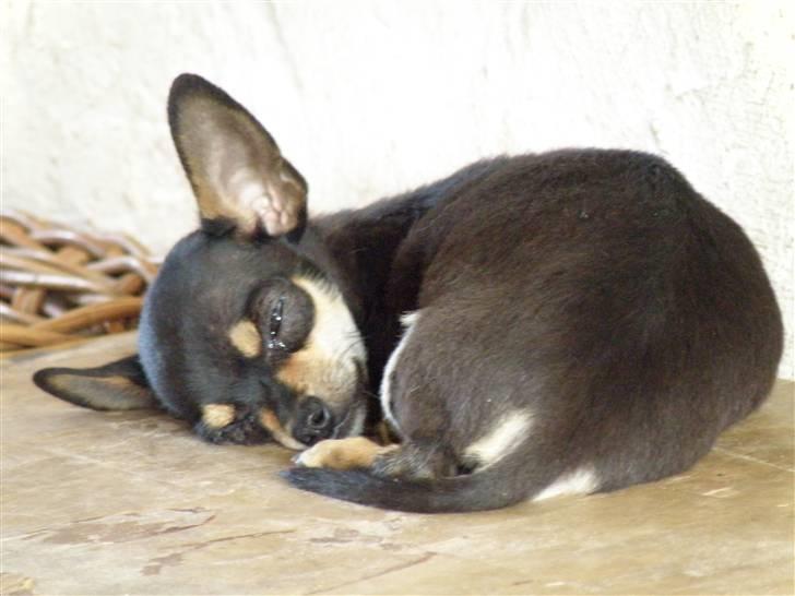 Chihuahua Disney billede 3