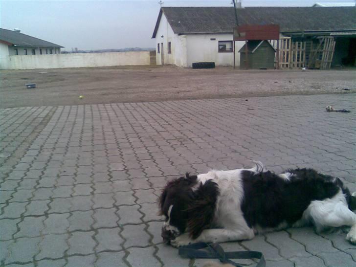 Blanding af racer Scoopy-doo billede 18