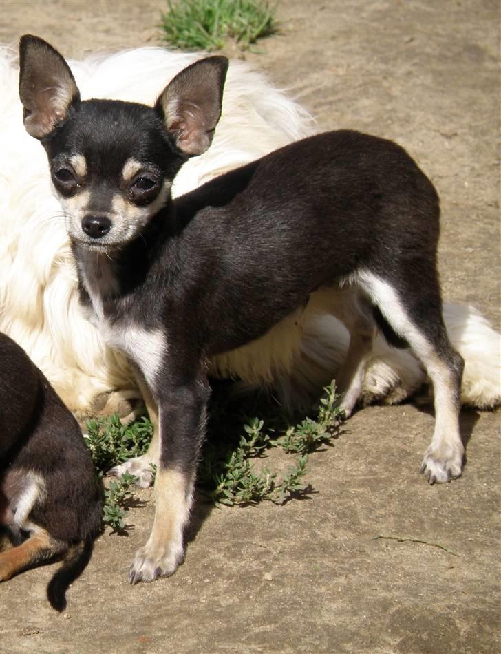 Chihuahua Disney billede 4