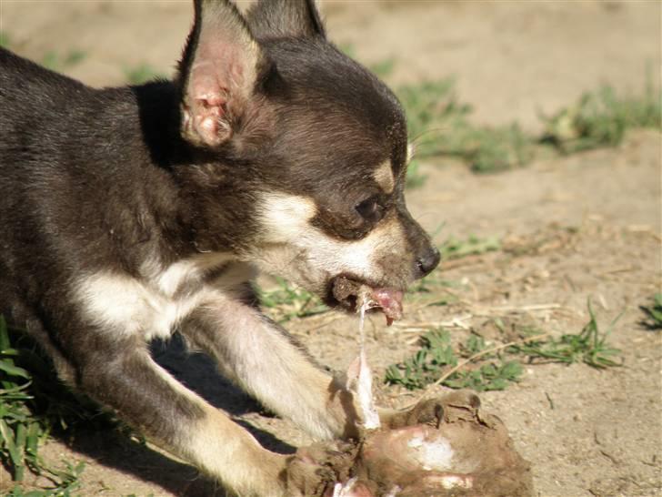 Chihuahua Disney billede 5