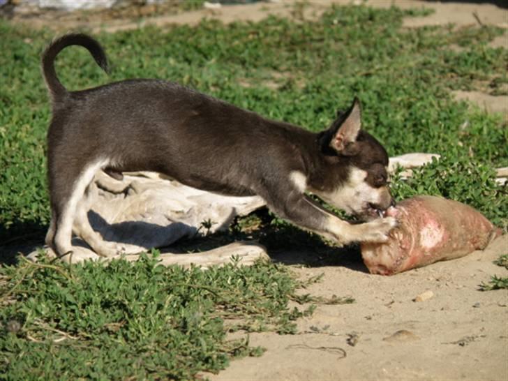 Chihuahua Disney billede 6