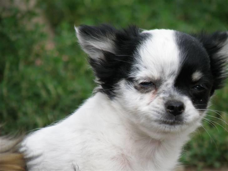 Chihuahua Rosita billede 1